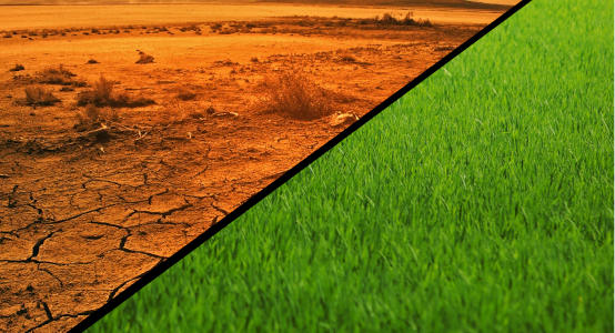 Image of two fields separated by straight line